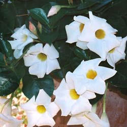 Dipladenia blanc